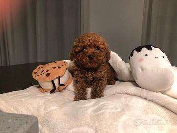 Barboncini mini mini toy rossi red disponibili