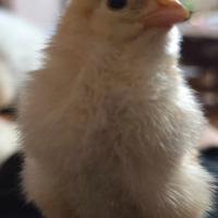 Vendita pulcini di varie razze