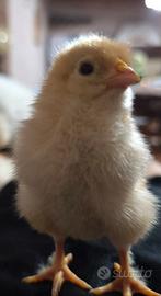 Vendita pulcini di varie razze