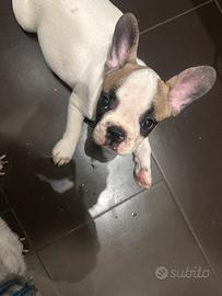 Bulldog francese