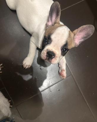 Bulldog francese