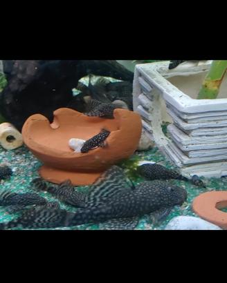 Ancistrus come pleco pesci pulitori acquario