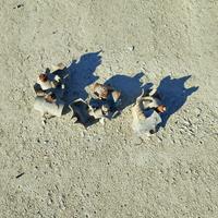 Montanti per carpenteria in legno e giunti