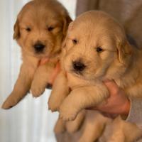 Cuccioli Golden retriever americani