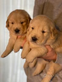 Cuccioli Golden retriever americani