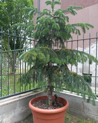 albero (pino)