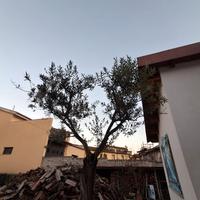 Pianta di ulivo