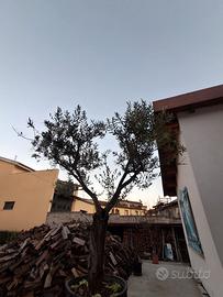 Pianta di ulivo