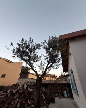 Pianta di ulivo