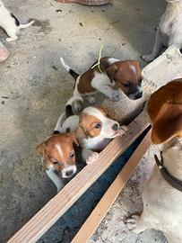 Cuccioli jack russell