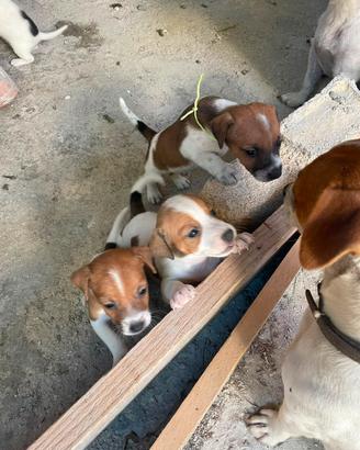 Cuccioli jack russell