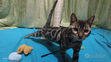 Bengala Stupendo maschio