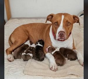 Pitbull Red nose