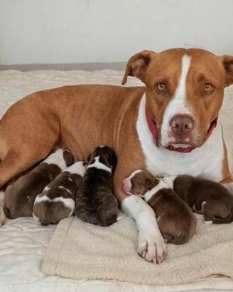 Pitbull Red nose