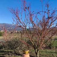 progetto di giardini