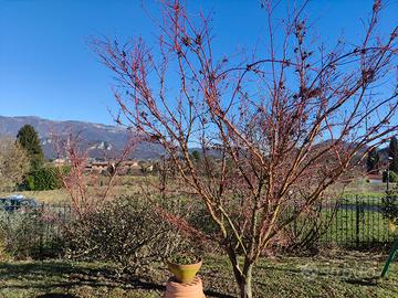 progetto di giardini