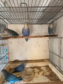 Inseparabili
