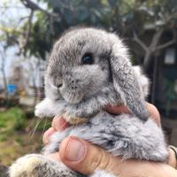 Coniglio Ariete colore Husky