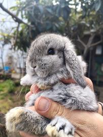 Coniglio Ariete colore Husky
