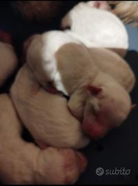 Maltipoo