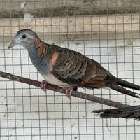 Tortora delle Mangrovie