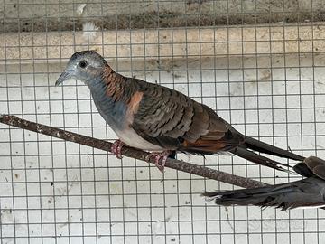 Tortora delle Mangrovie