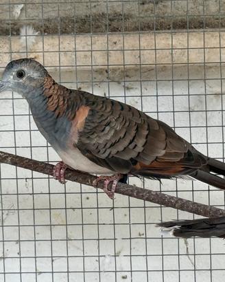 Tortora delle Mangrovie