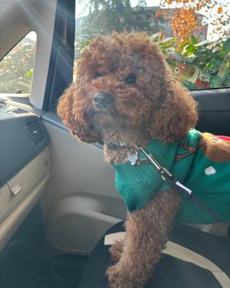 Barboncino red toy-nano per monte