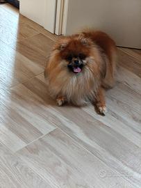 Spitz nano/ volpino di Pomerania 