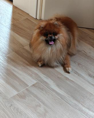Spitz nano/ volpino di Pomerania 