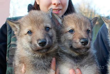 Cuccioli cane lupo cecoslovacco