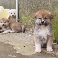 Akita giapponese cuccioli