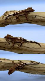Geco ciliatus