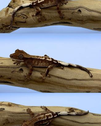Geco ciliatus