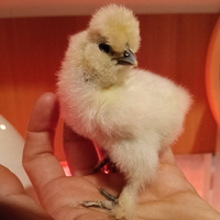 Pulcini Gallina Moroseta