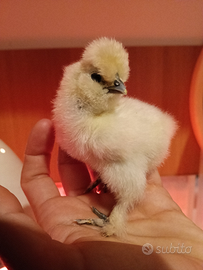 Pulcini Gallina Moroseta