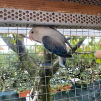 Coppia inseparabili fischer