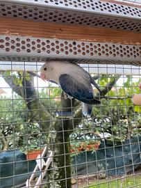 Coppia inseparabili fischer