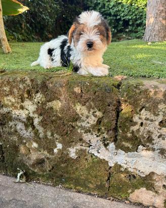 Yorkshire Toy cuccioli