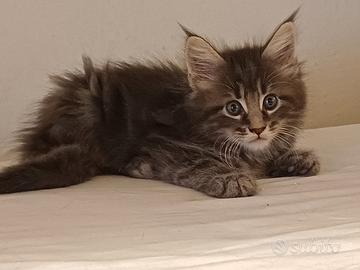 Cuccioli Maine Coon gigante LA SPEZIA
