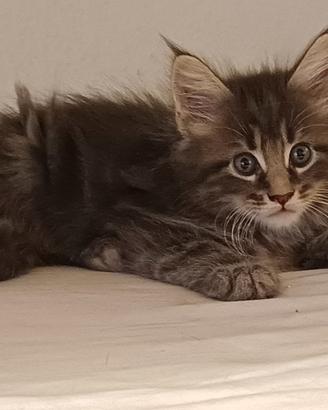 Cuccioli Maine Coon gigante LA SPEZIA