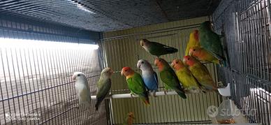 Inseparabili