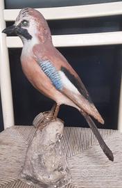 Scultura in dimensioni naturali di una ghiandaia