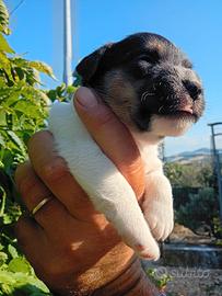 Jack Russel Terrier Broken 
