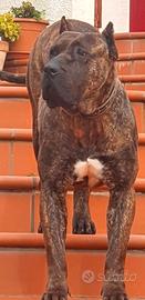 Cuccioli di dogo presa canario