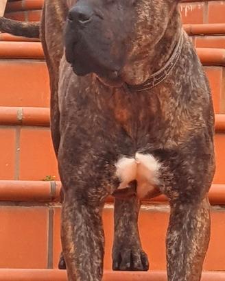Cuccioli di dogo presa canario