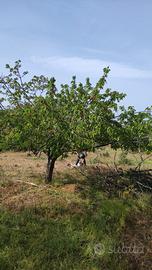 Terreno e caseggiato