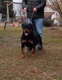 Femmina Adulta di Rottweiler