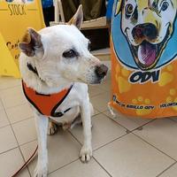 Gino, detto il chiacchierino