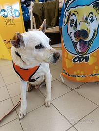 Gino, detto il chiacchierino